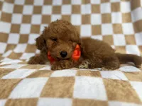 Amos, a male Miniature Goldendoodle for sale in Lakeland, FL – 6 of 8