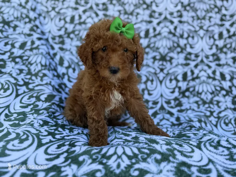 Ava – Cavapoo, Poodle - Miniature  puppy for sale in Lakeland, FL