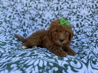 Ava, a female Cavapoo and Poodle - Miniature  for sale in Lakeland, FL – Photo 5 of 8