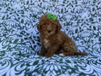 Ava, a female Cavapoo and Poodle - Miniature  for sale in Lakeland, FL – Photo 7 of 8