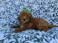 Ava, a female Cavapoo and Poodle - Miniature  for sale in Lakeland, FL – Photo 4 of 8