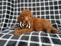 Levi, a male Goldendoodle and Poodle - Miniature  for sale in Lakeland, FL – 1 of 8