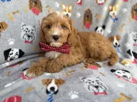 Chance, a male Cavapoo for sale in Lakeland, FL – 7 of 9