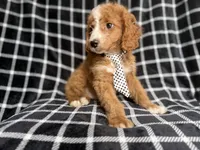 Jett, a male Cockapoo and Poodle - Miniature  for sale in Lakeland, FL – 2 of 8