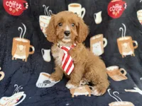 Bentley, a male Cavapoo for sale in Lakeland, FL – 3 of 9