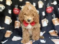 Wallace, a male Cockapoo for sale in Lakeland, FL – 7 of 8