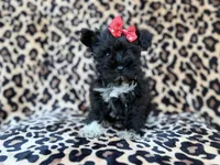 Zelda, a female Miniature Schnauzer for sale in Lakeland, FL – 3 of 10