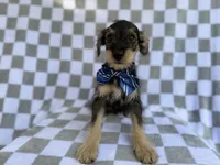 Alex, a male Miniature Schnauzer for sale in Lakeland, FL – 6 of 9