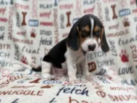 Waylon, a male Beagle for sale in Lakeland, FL – 4 of 9