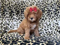 Sassy, a female Cavapoo for sale in Lakeland, FL – 9 of 10