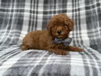 Axel, a male Cavapoo and Poodle - Miniature  for sale in Lakeland, FL – 3 of 9