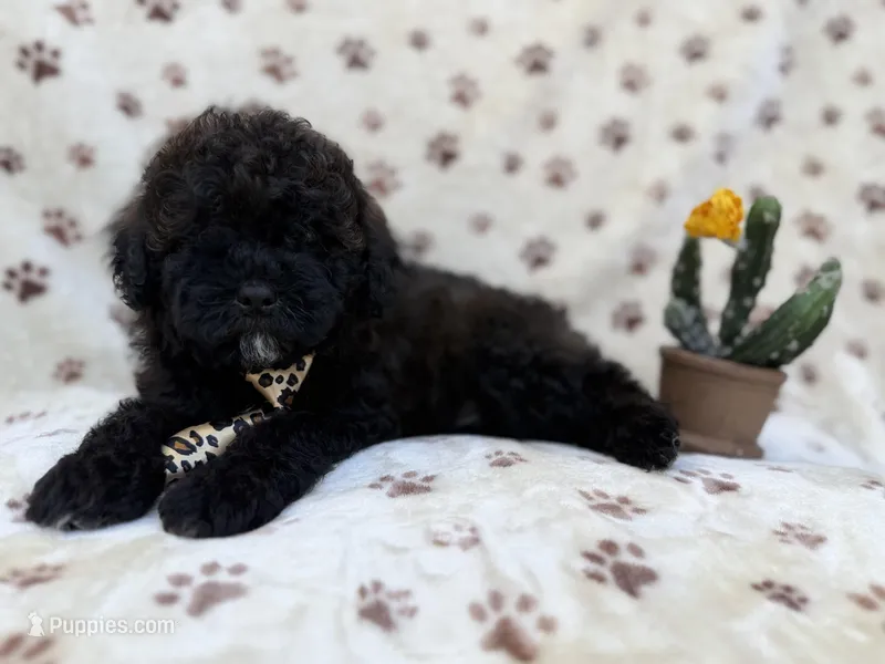 Buddy – Shihpoo, Poodle - Miniature  puppy for sale in Lakeland, FL