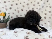 Buddy, a male Shihpoo and Poodle - Miniature  for sale in Lakeland, FL – Photo 5 of 8