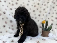 Buddy, a male Shihpoo and Poodle - Miniature  for sale in Lakeland, FL – Photo 6 of 8