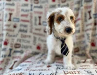 Tony, a male Cockapoo for sale in Lakeland, FL – 4 of 9