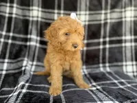 Tinsley, a female Cockapoo for sale in Lakeland, FL – 6 of 7