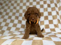 Mathew, a male Cockapoo and Poodle - Miniature  for sale in Lakeland, FL – 3 of 8