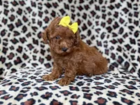 Sydney, a female Miniature Goldendoodle for sale in Lakeland, FL – 6 of 8