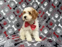 Lucky, a male Cockapoo for sale in Lakeland, FL – 8 of 10