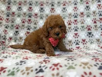 Lucky, a male Cavapoo for sale in Lakeland, FL – 5 of 9