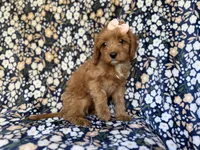 Marley, a female Cavapoo for sale in Lakeland, FL – 4 of 9