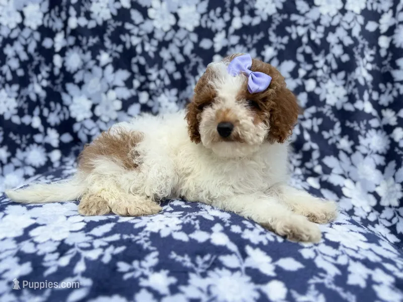 Charlotte , a female Poodle - Miniature  for sale in Lakeland, FL – 1 of 7