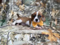 Denver, a male Jack Russell Terrier and Cavalier King Charles Spaniel for sale in Lakeland, FL – 5 of 8
