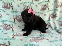 Darla, a female Miniature Aussiedoodle for sale in Lakeland, FL – 3 of 6