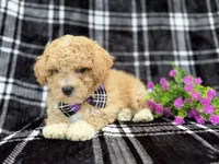 Baxter, a male Poochon for sale in Lakeland, FL – Photo 3 of 7