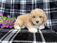 Baxter, a male Poochon for sale in Lakeland, FL – Photo 4 of 7