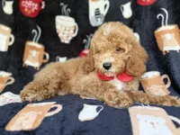 Wallace, a male Cockapoo for sale in Lakeland, FL – 5 of 7