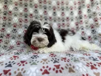 Asher, a male Shihpoo for sale in Lakeland, FL – 3 of 8