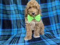 Simba, a male Poodle - Miniature  for sale in Lakeland, FL – 4 of 9
