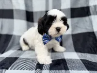 Simon, a male Shih Tzu and Shichon for sale in Lakeland, FL – 3 of 9