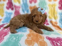 Truffles, a female Cockapoo for sale in Lakeland, FL – 4 of 8