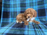 Rags, a male Cockapoo for sale in Lakeland, FL – 2 of 7