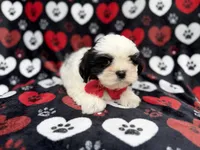 Sebastian, a male Shih Tzu and Shichon for sale in Lakeland, FL – 2 of 10