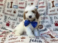 Tofu, a male Poodle - Miniature  for sale in Lakeland, FL – 8 of 10