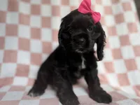 Harper, a female Cocker Spaniel for sale in Lakeland, FL – 7 of 8
