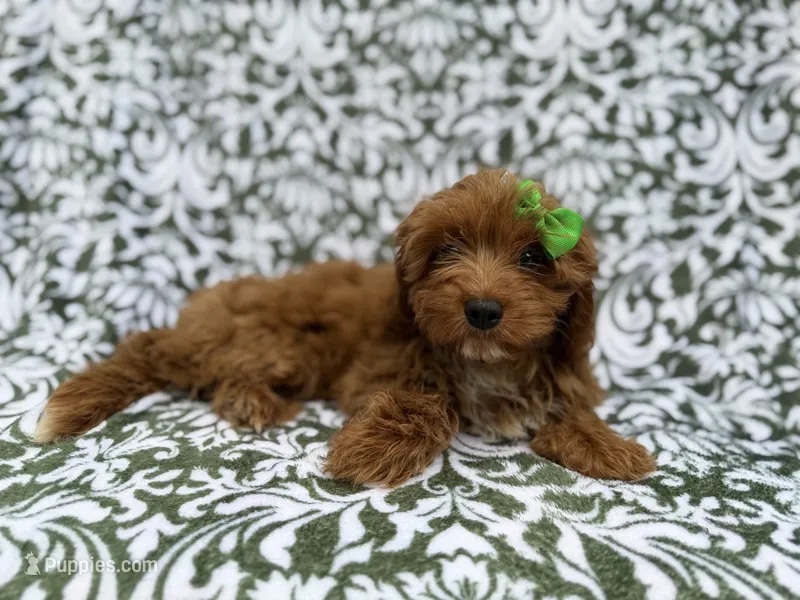 Dolly – Cavapoo puppy for sale in Lakeland, FL