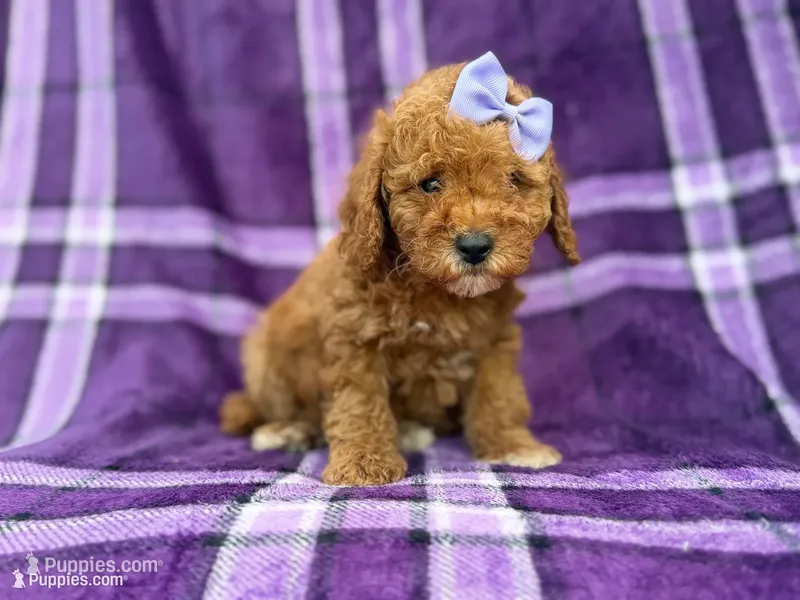 Agnes – Cavapoo, Poodle - Miniature  puppy for sale in Lakeland, FL
