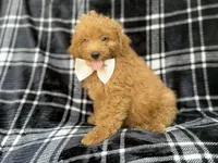 Dayton, a male Miniature Goldendoodle for sale in Lakeland, FL – 2 of 8