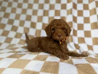 Mathew, a male Cockapoo and Poodle - Miniature  for sale in Lakeland, FL – 6 of 8
