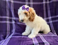 Tara, a female Cockapoo for sale in Lakeland, FL – 10 of 10