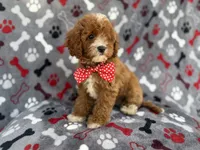 Leo, a male Cavapoo for sale in Lakeland, FL – 7 of 9