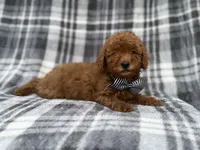 Axel, a male Cavapoo and Poodle - Miniature  for sale in Lakeland, FL – 2 of 9