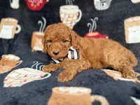 Maverick, a male Cockapoo and Poodle - Miniature  for sale in Lakeland, FL – 7 of 8