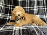 Willie, a male Cockapoo for sale in Lakeland, FL – 7 of 10