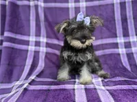 Puddles, a female Miniature Schnauzer for sale in Lakeland, FL – 7 of 9