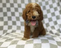 Cosmo, a male Miniature Goldendoodle for sale in Lakeland, FL – 4 of 8
